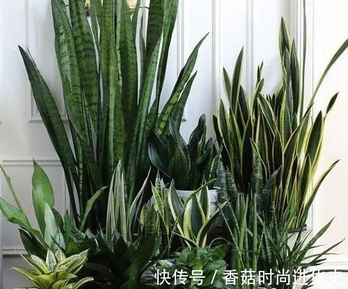 老桩|这三种花不爱喝水没事多晒晒,憋出一圈大花苞,越养越贵气