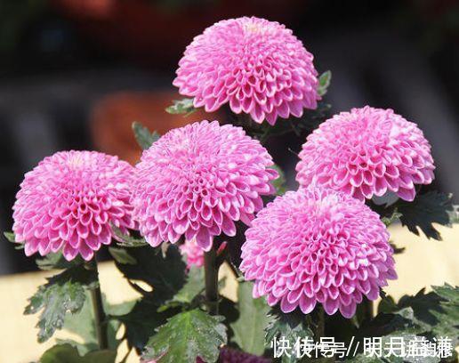 大丽花|阳台养此几朵花,花开不断,花期长达200天