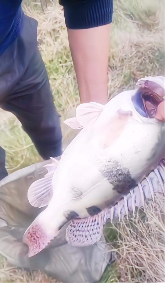 实拍洞庭湖退水后的滩涂,大鱼被人捡走,挑剩的小鱼在淤泥里等死