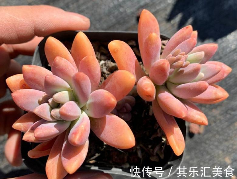 多肉植物秋丽总掉叶？没照顾好这3方面，难怪盆栽颜值不高