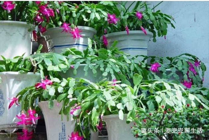 油和药就能把蟹爪兰养的健壮有活力，还能开花，花友们值得一看