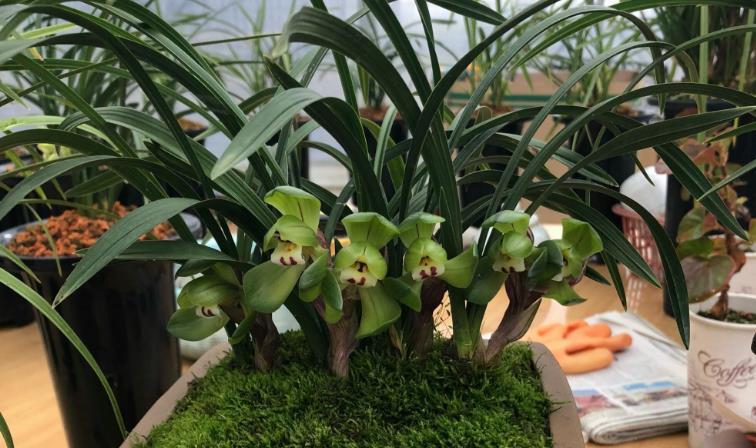 兰花|天热兰花常生茎腐病?预防、治疗两手抓,平安度夏没问题