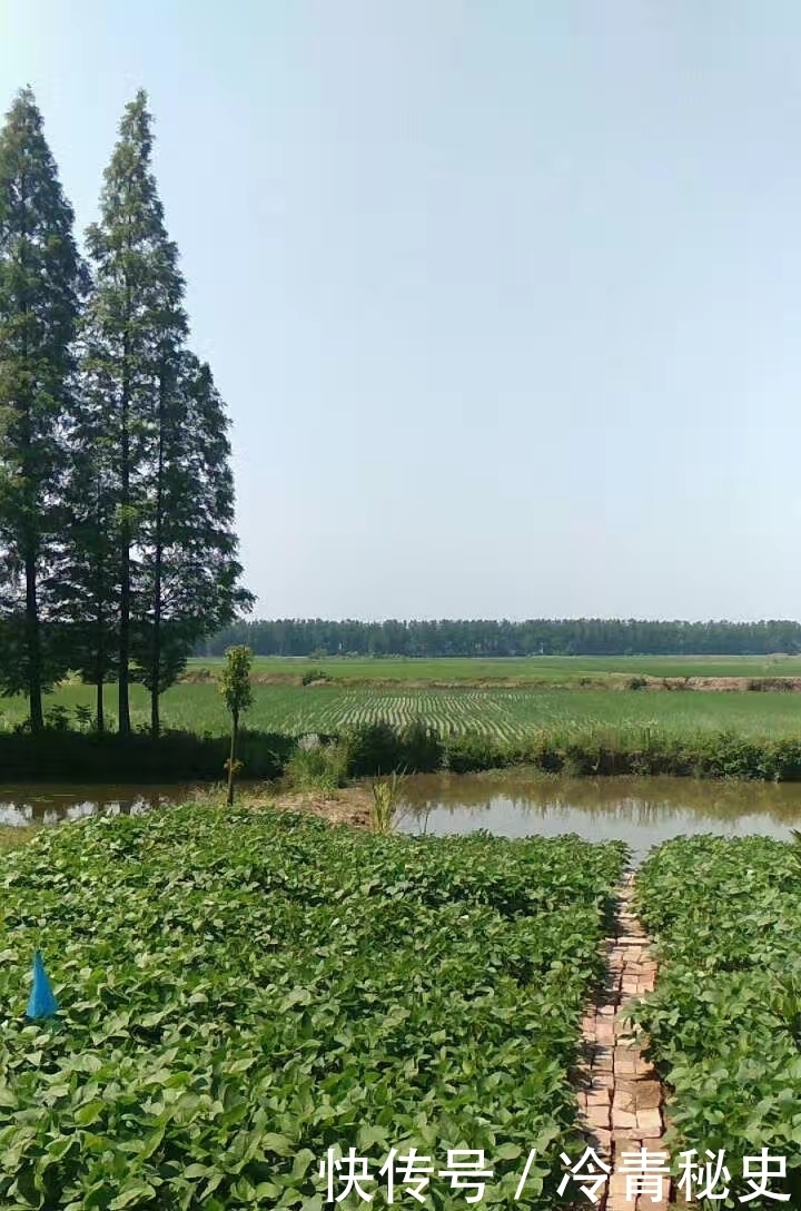 忙种|芒种——又叫“忙种”，是 二十四节气中的第九个节气