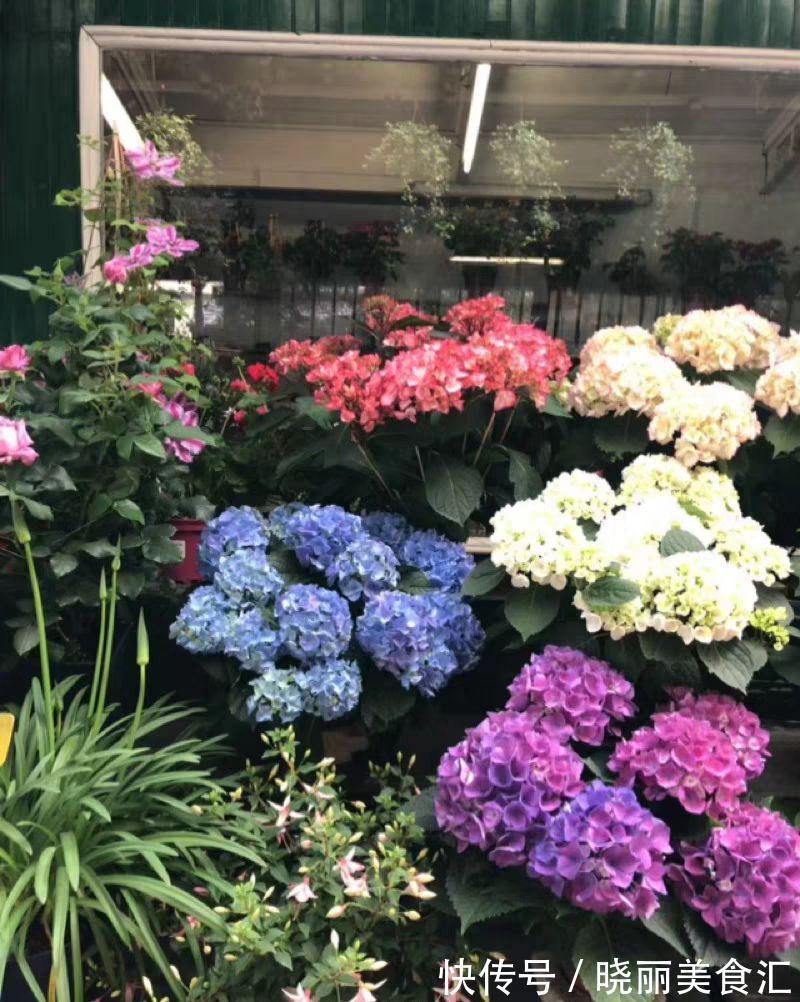 10种花“冷天”长得慢，“穷养”多晒更健壮，不然易烂根，难过冬