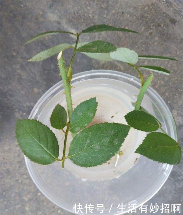 冬天能“扦插”花卉吗答案是肯定的,1个塑料瓶就行,25天生根!