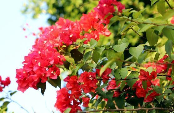 朱顶红|这6种花越剪越茂盛,就怕你不去修剪
