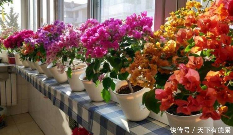 “4种花”最适合春天养,漂亮迷人,一次开花200朵!