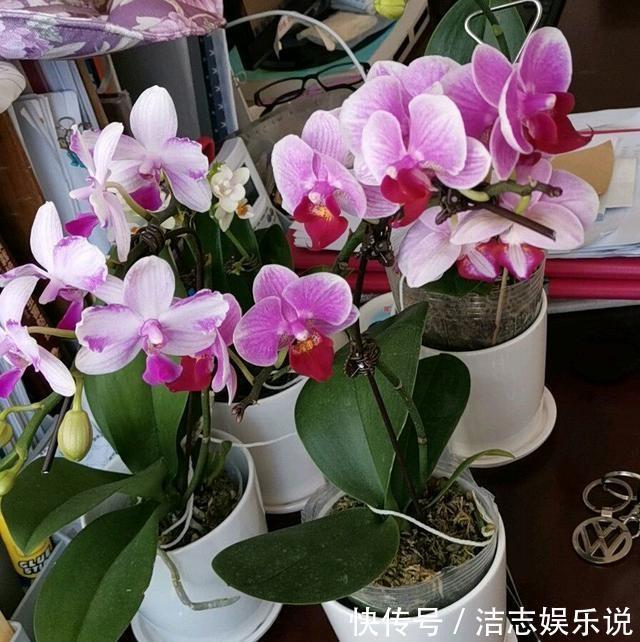 养护|烂根的蝴蝶兰别扔,学会这么做,猛窜花枝,年年都开花