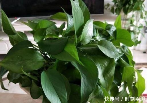 滴油|家庭养绿萝,学会最“实用”的方法,叶片绿得滴油,疯长不停