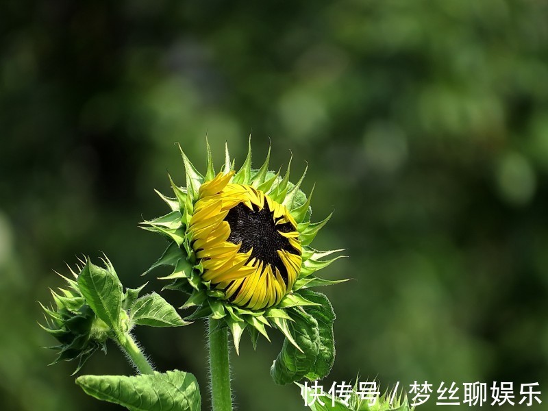 真爱|下个月，缘分和桃花旺盛，收获爱情，真爱有所改变的四大生肖！