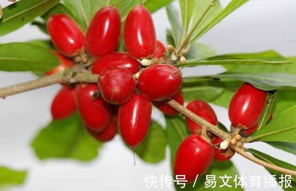 扦插|神秘果美颜瘦身、排毒通便，掌握高产要点，收获吃不完的神秘果