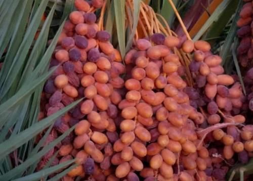 中年|养生必吃的食物，男女坚持吃，消除疲劳，