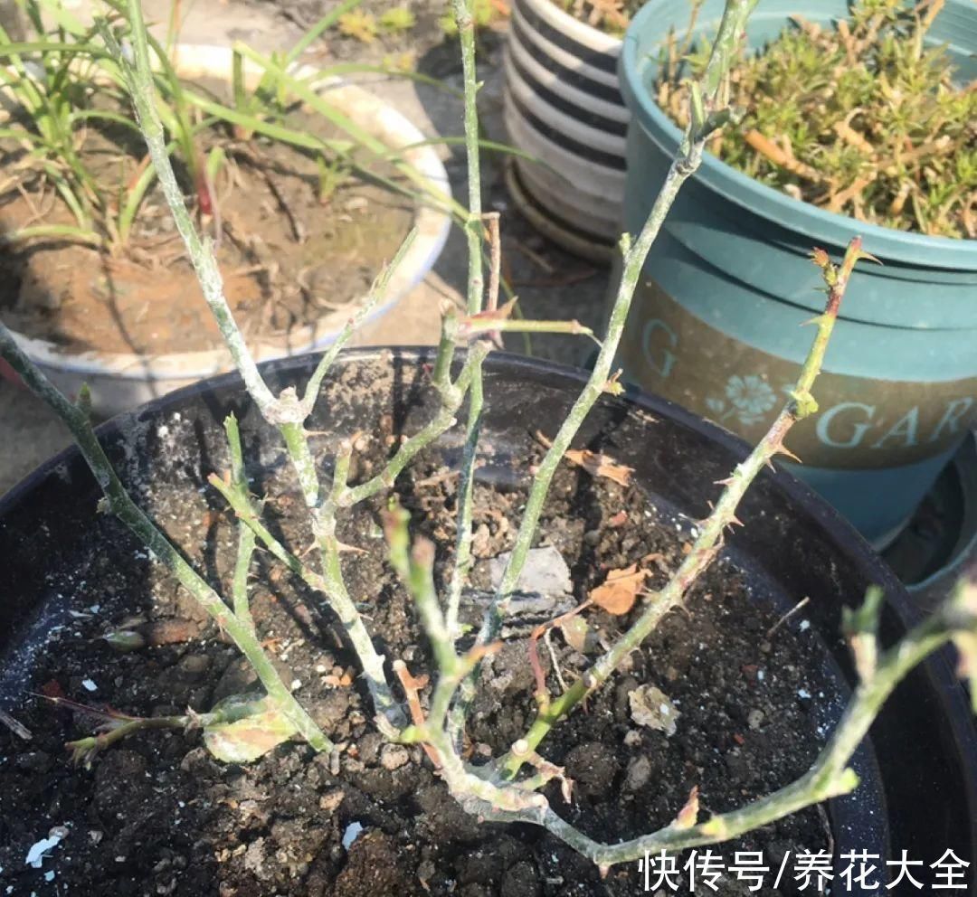 枝条|冬剪开始了,月季看见这种枝,就要赶紧剪