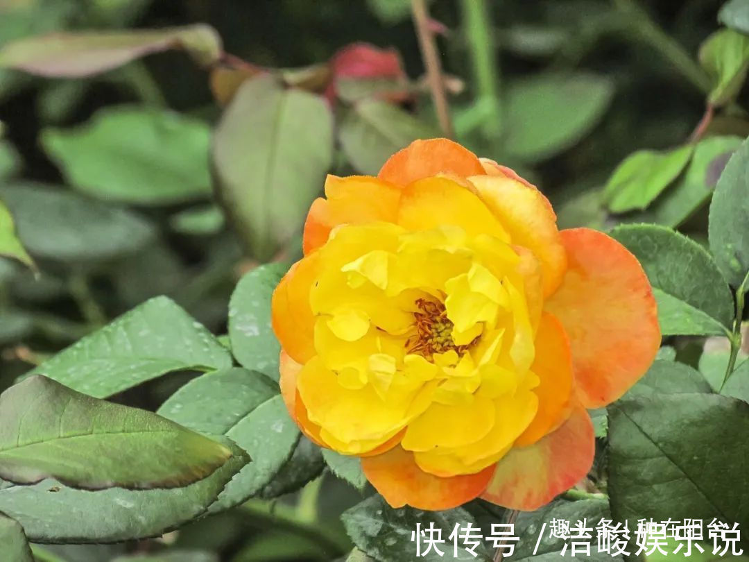 台友们|揭开月季、玫瑰与欧月身世之谜,选花多、貌美、香气浓的来栽种