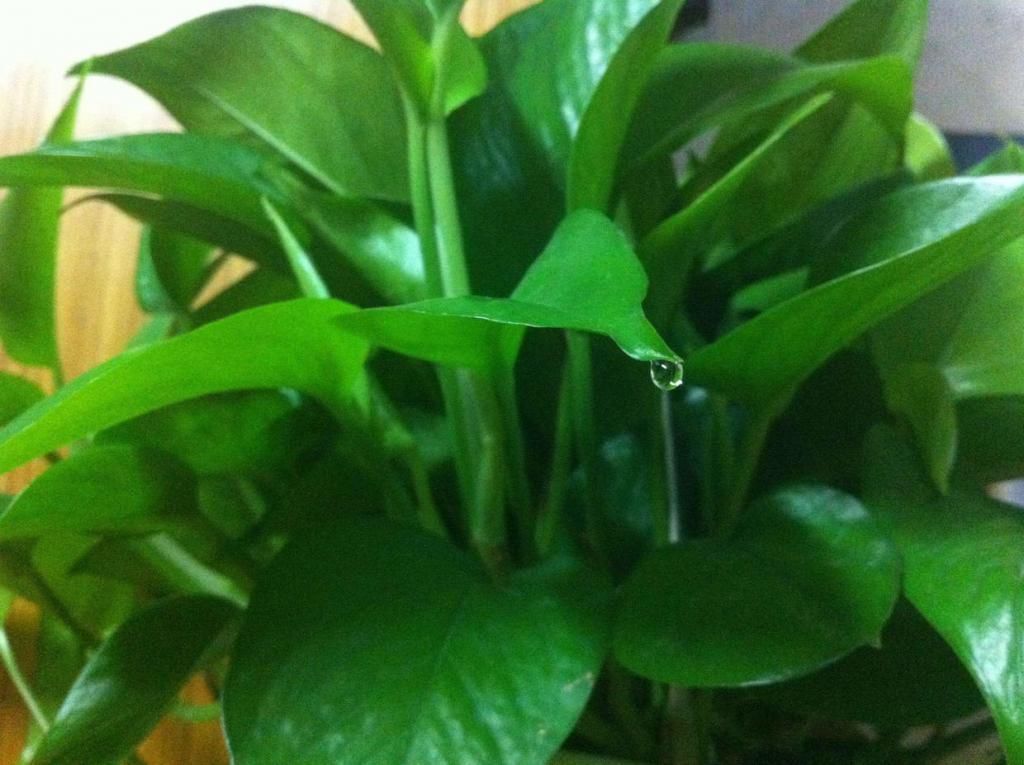 藤条|冬天屋内养花选这3种,一棵小苗养成小花园,攀爬着开花真美