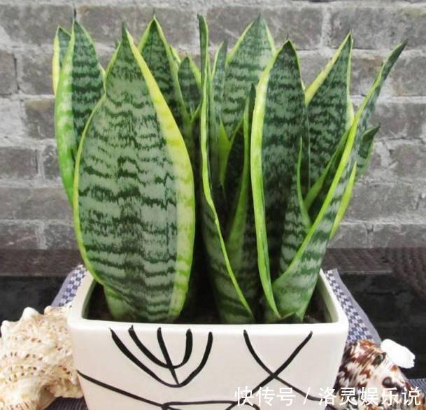 鸡蛋全身是宝将它们分开用作养花，可让盆栽枝繁叶茂、多开花