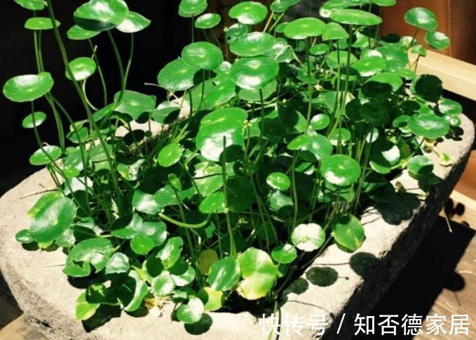 吉祥花|10大“吉祥花”适合养客厅,格调高,株型美,旺财又护家