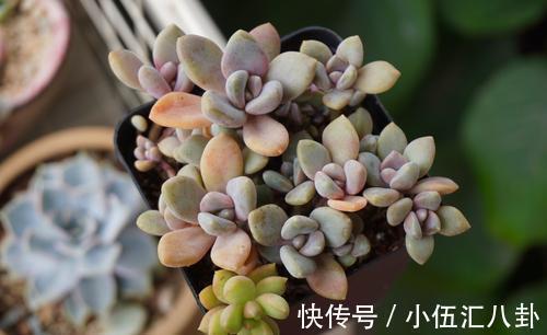 观音莲|适合新手养的“6种多肉”,耐热又不怕冷,养成老桩,又美又霸气