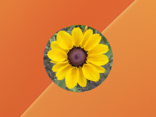 MesaExif for Mac v2.4.22 破解版 – 图像元数据修改-NobyDa