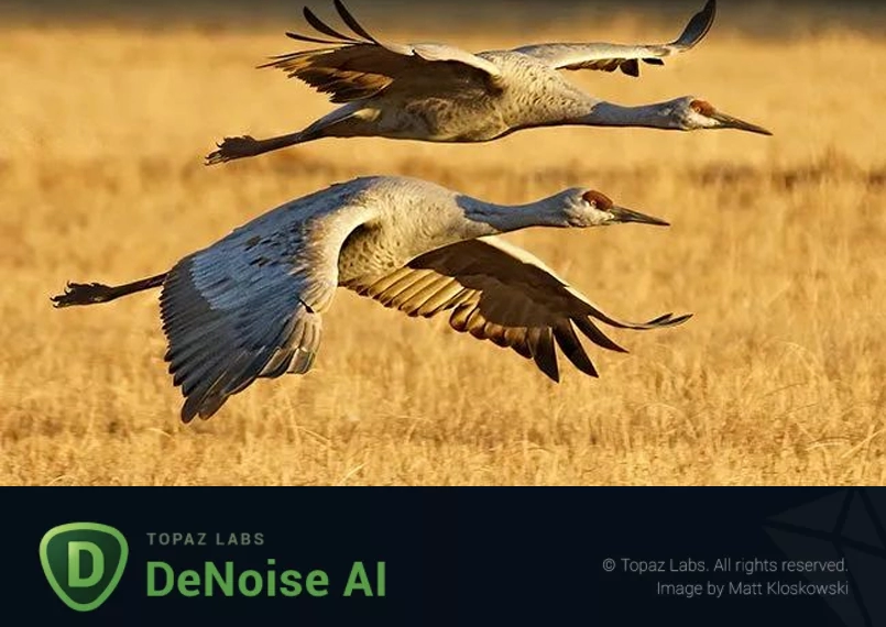 Topaz DeNoise AI 3.7.2 / 3.3.4 AI智能图像降噪工具破解便携版